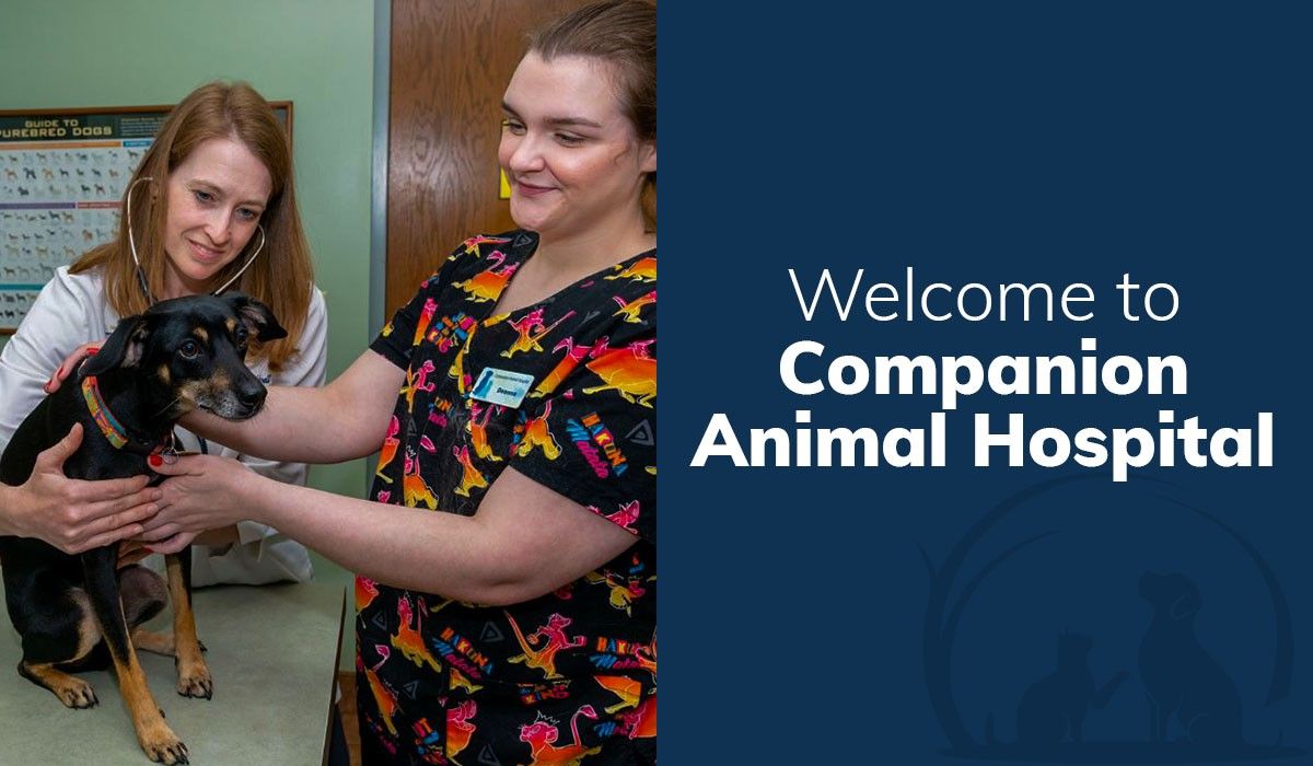 Welcome to Companion Animal Hospital