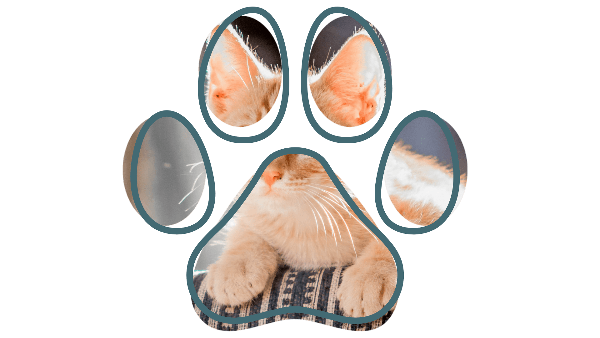 Tet near me senior dog wellness check at Companion Animal Hospital near Powell TN