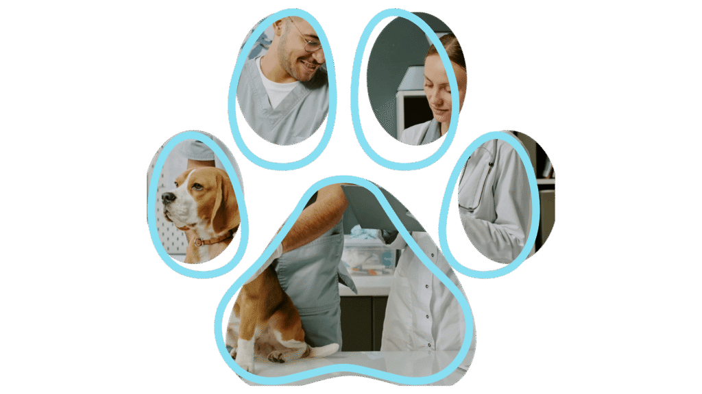 Collage in paw shape showing veterinarians examining a beagle puppy.