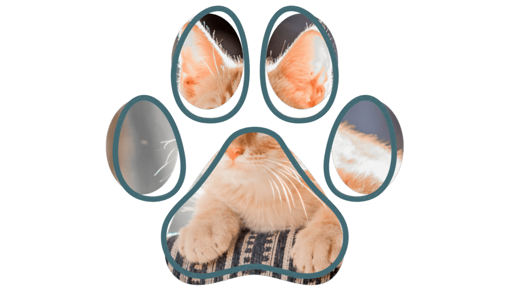 A ginger cat with fluffy fur rests with paws tucked in, seen through a paw-shaped frame.