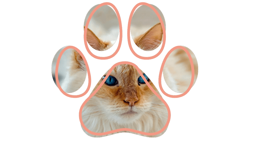 A cat with blue eyes framed within a pink paw print shape.