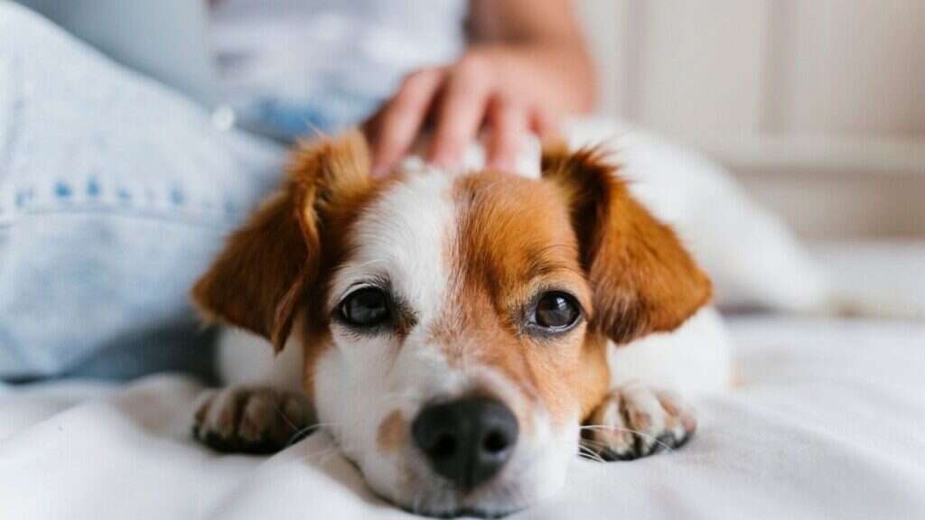 A small dog with brown and white fur lies on a bed, looking at the camera with a hand gently petting its head.