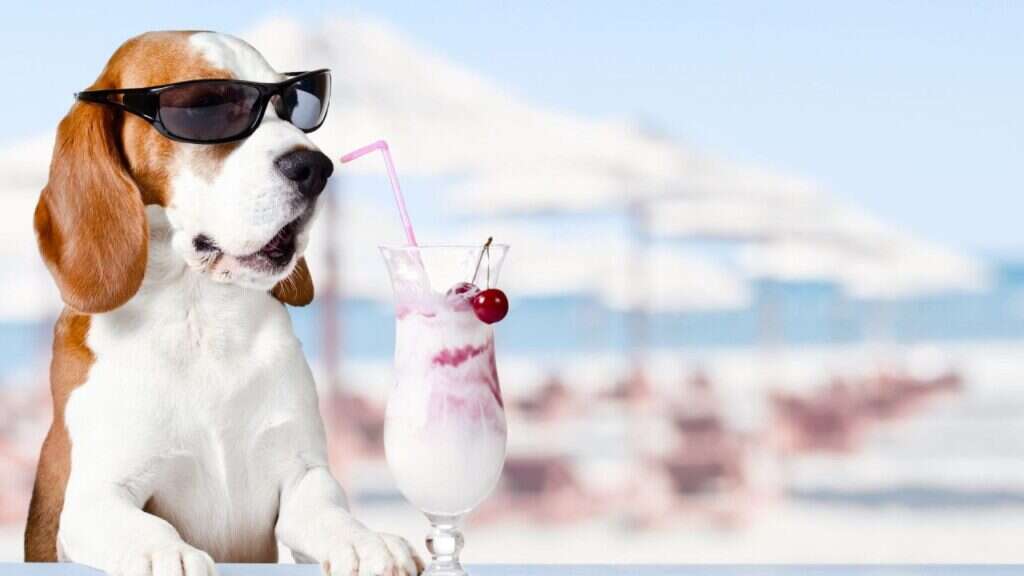 Beagle wearing sunglasses next to a milkshake with a straw and cherry garnish.