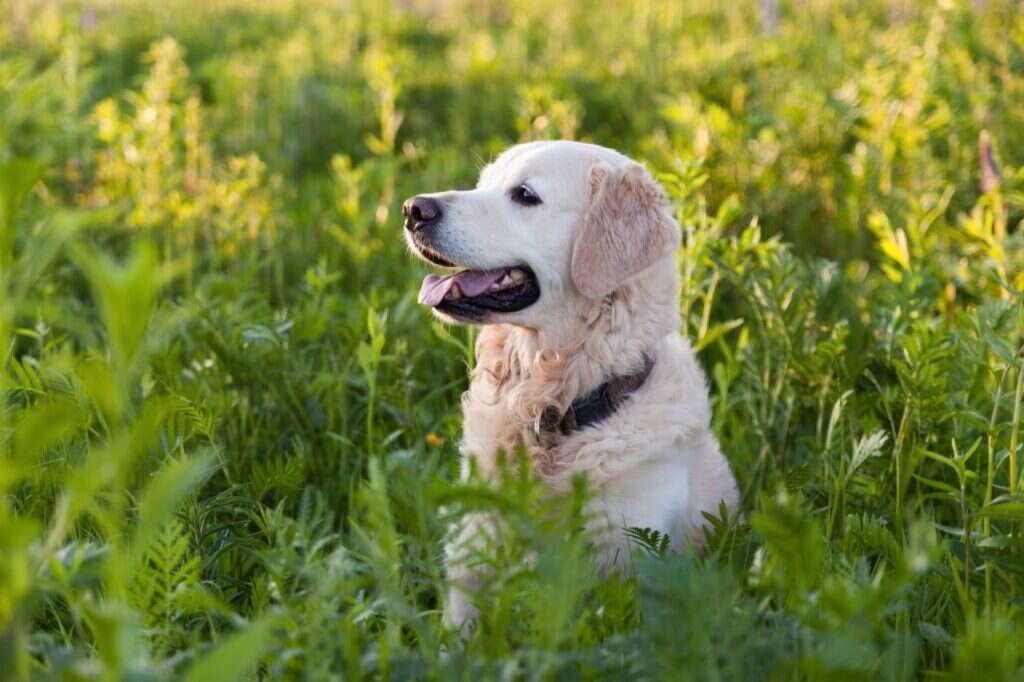 Golden retriever sitting in a lush green field, looking to the side with its tongue out.