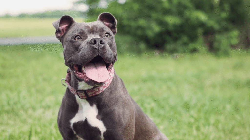 Smiling gray pit bull with a pink collar sitting on green grass.