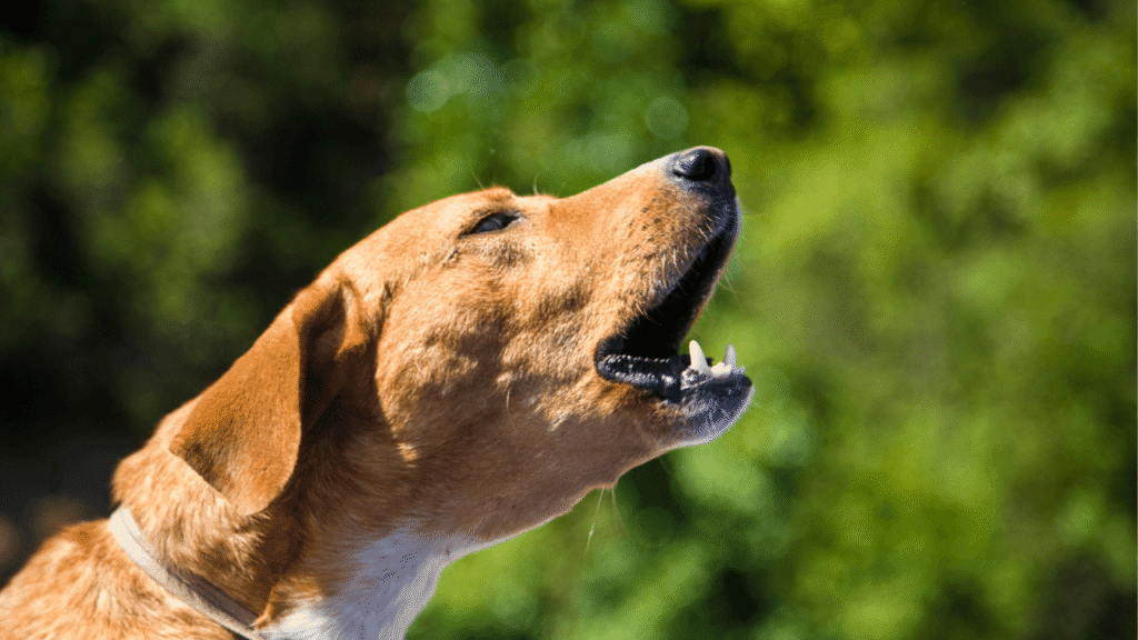 A brown and white dog barking outdoors, with its mouth open and ears back.