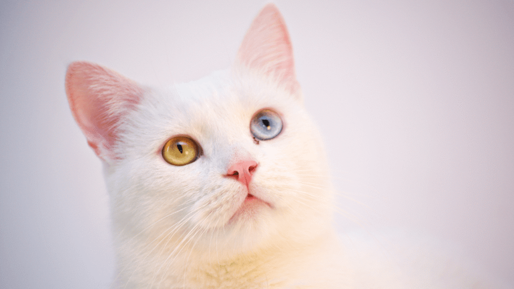 A white cat with one blue eye and one amber eye gazes upward.