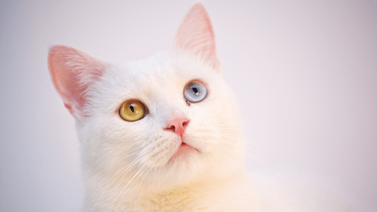 A white cat with one blue eye and one amber eye gazes upward.
