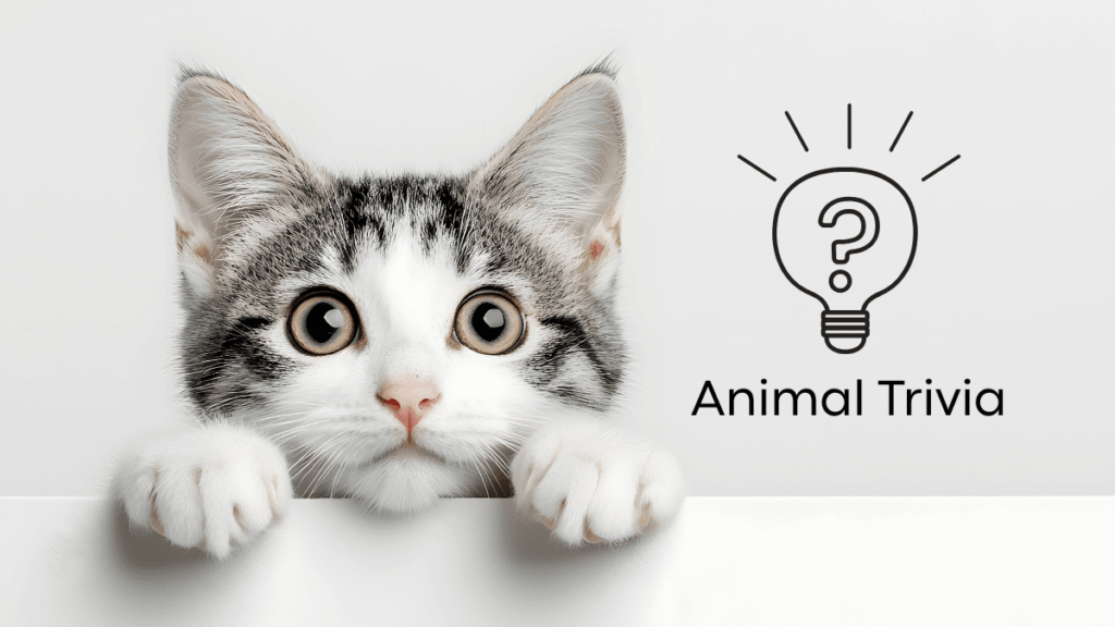 Cat peeking over a ledge next to a lightbulb icon with a question mark and the words "Animal Trivia.