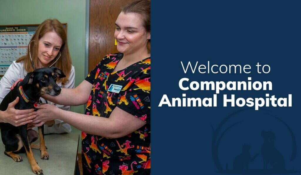 Two women smiling at a small black dog on a table, with "Welcome to Companion Animal Hospital" in text nearby.