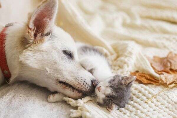 Dog cuddling with a sleeping kitten on a cozy blanket.