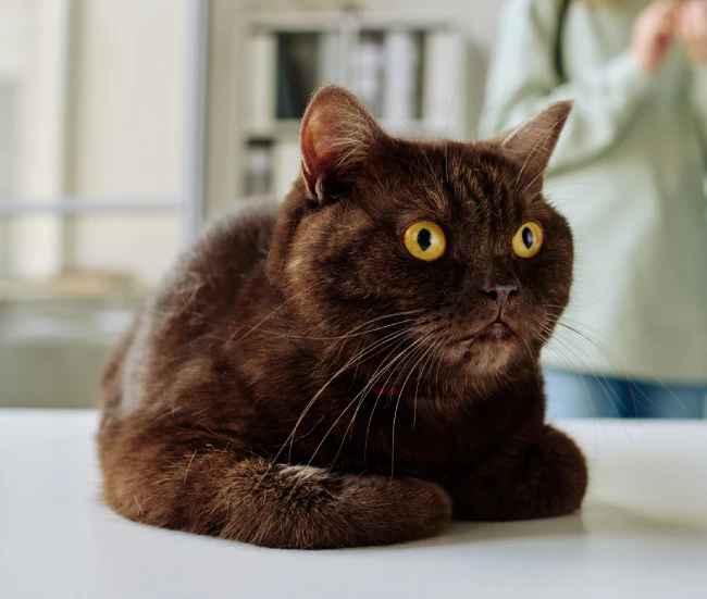A brown cat with wide yellow eyes lies alertly on a white surface.
