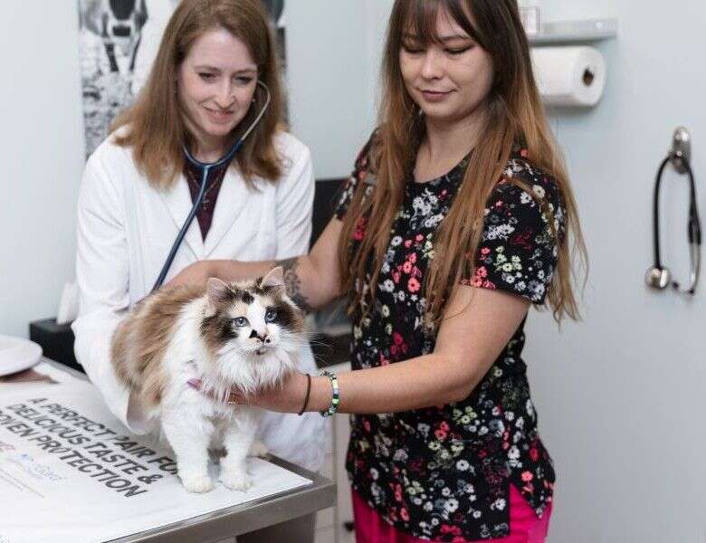 Two veterinarians examine a fluffy cat on a table; one uses a stethoscope while the other holds the cat gently.