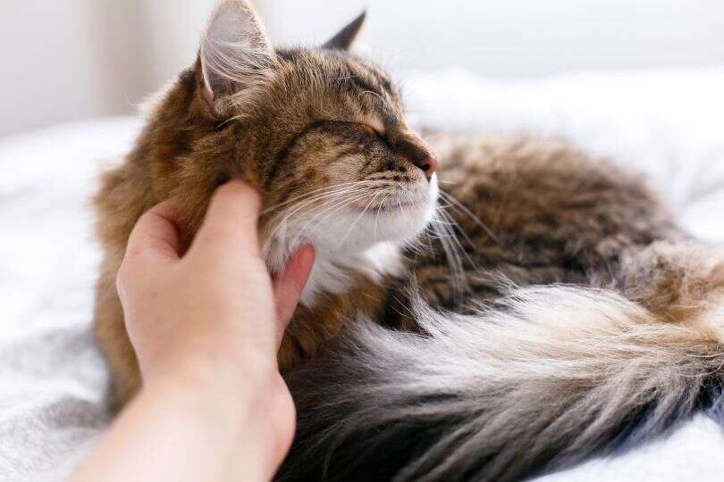 A fluffy cat with closed eyes being petted under the chin, looking content.
