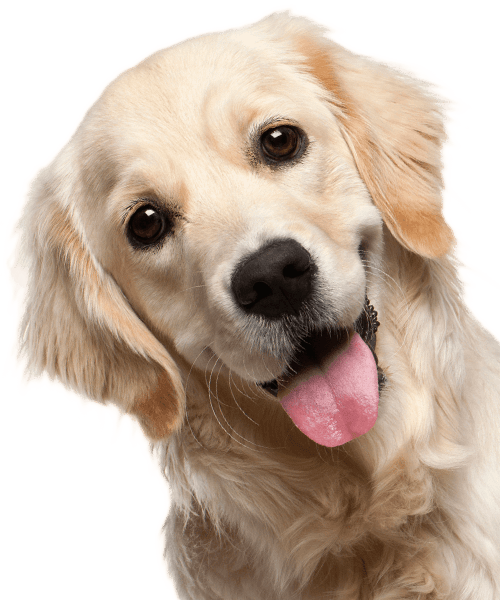 Golden retriever tilting its head with its tongue out playfully.