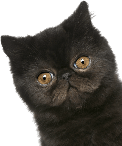 A black-furred Persian cat with large, round amber eyes looking forward.