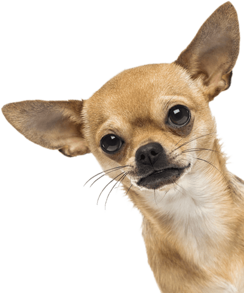 A curious Chihuahua tilting its head with large ears and wide, attentive eyes.