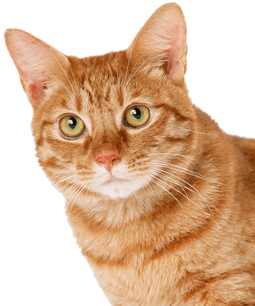 A bright-eyed orange tabby cat with a focused gaze and slightly perked ears.
