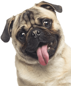 A happy pug with its tongue out, looking forward.