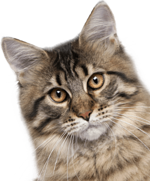 Close-up of a fluffy tabby cat with bright eyes and alert ears.
