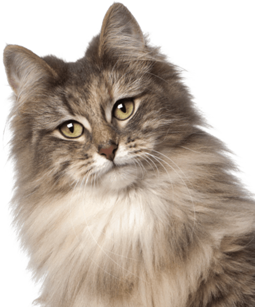 Fluffy grey and white cat with long fur looking intently.