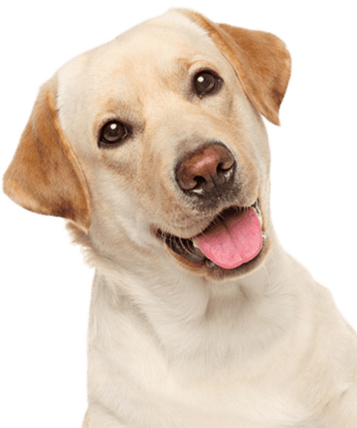 Labrador Retriever with a light coat, tilting its head and panting.