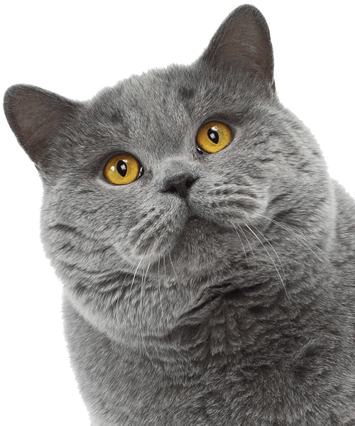 A fluffy gray cat with bright yellow eyes looks upward with a curious expression.