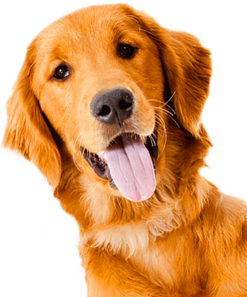 Golden retriever with tongue out, looking playfully at the camera.