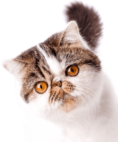 A fluffy cat with large amber eyes and a flat face looks curiously forward.