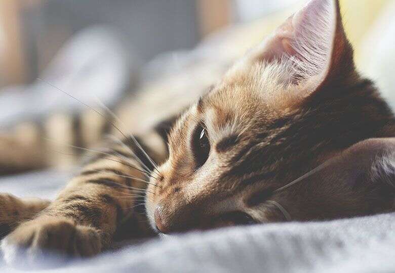 Close-up of a relaxed, striped cat lying down with its head resting on a soft surface.