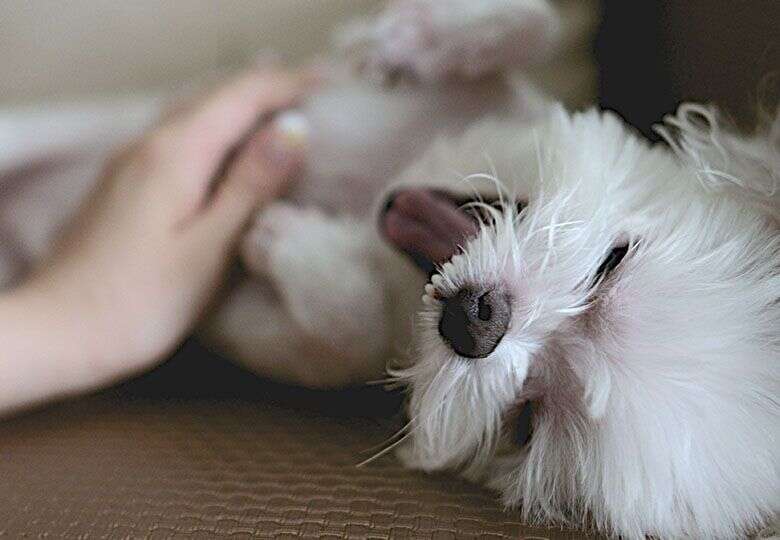 Fluffy white dog lying on its back with eyes closed, being gently petted, tongue slightly out.