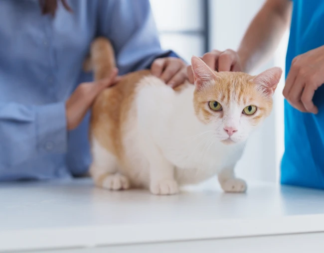 A ginger and white cat being examined by two people in a veterinary setting.