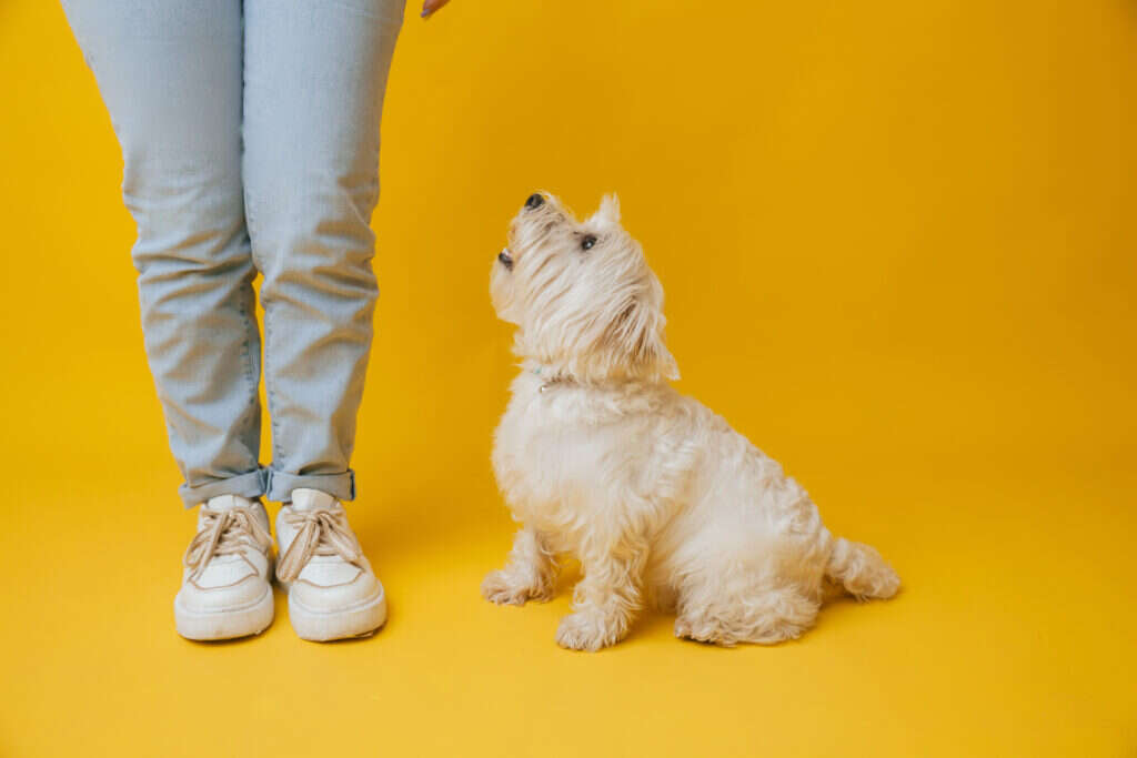 A small white dog sits and looks up at a person standing in jeans and sneakers against a yellow background.