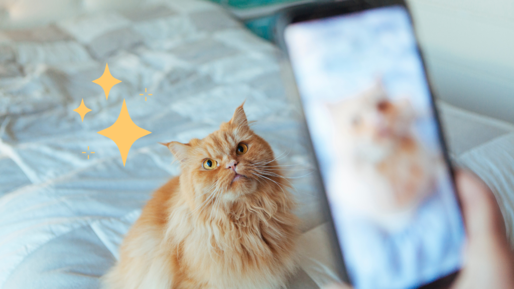 Person taking a photo of an orange cat sitting on a bed in Knoxville