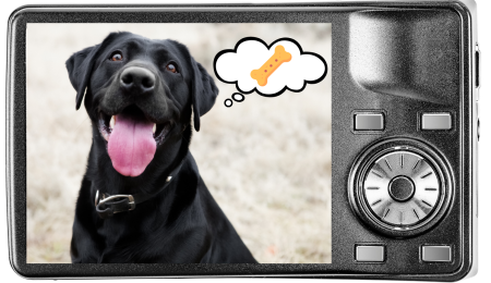 Taking pet photo with a digital camera of a dog that is thinking about treats