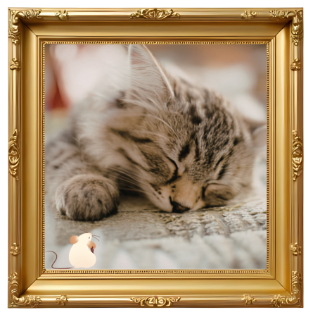 A framed photo of a sleeping cat for Companion Animal Hospital in Knoxville